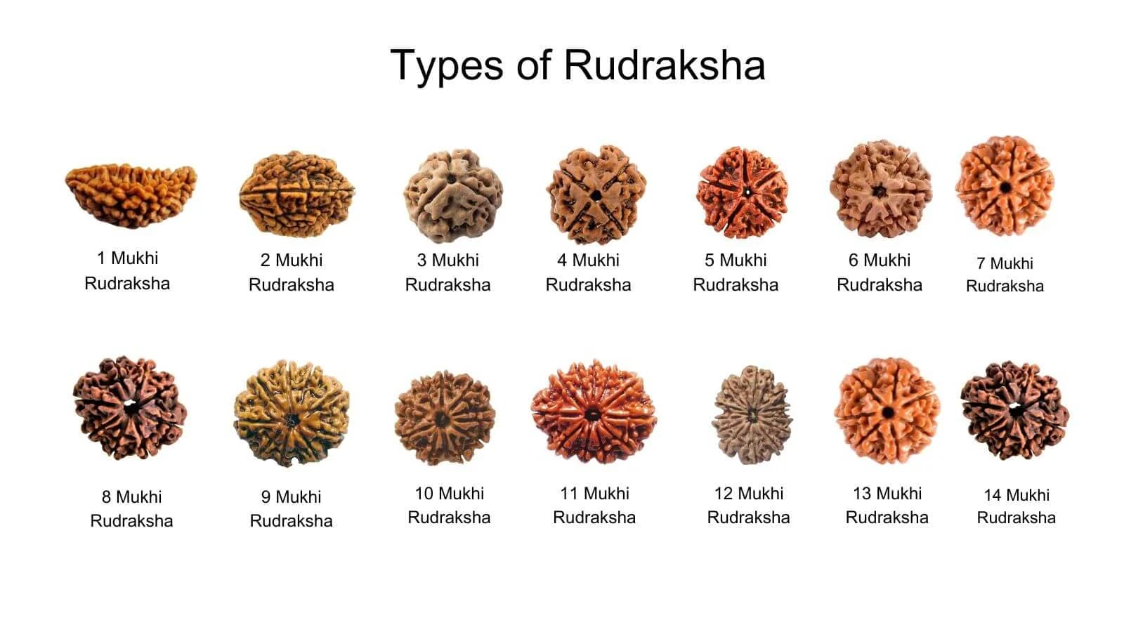 Rudraksha Mala